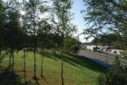 Grupper av björkar bredvid vägen, Haga Norra. Vildvuxen ängsvegetation. foto VegTech AB. Planteringsytor utformas med ett täckande skikt av t.ex.