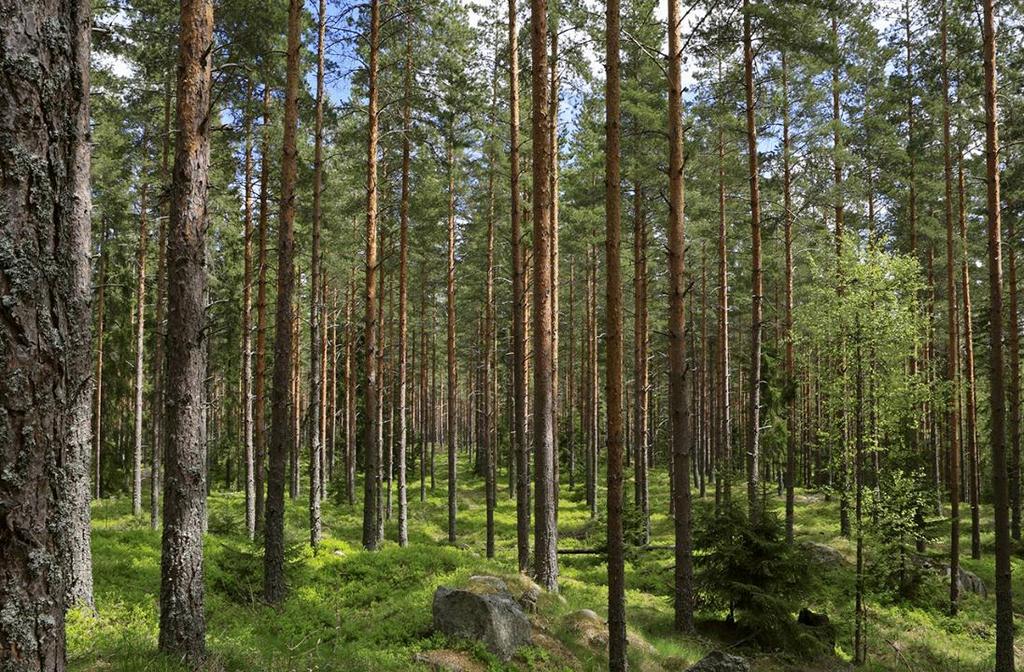 Bioenergi och GROT i den