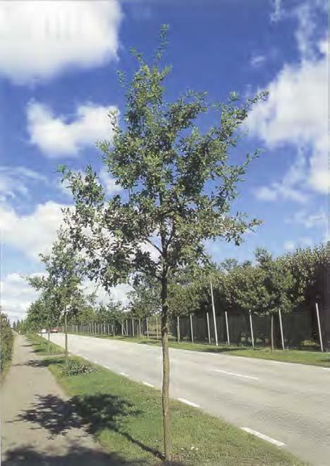 Tysk lönn eller sykomorlönn (Acer pseudoplatanus) som är förvildad i södra Sverige, är vanlig i parker och trädgårdar.