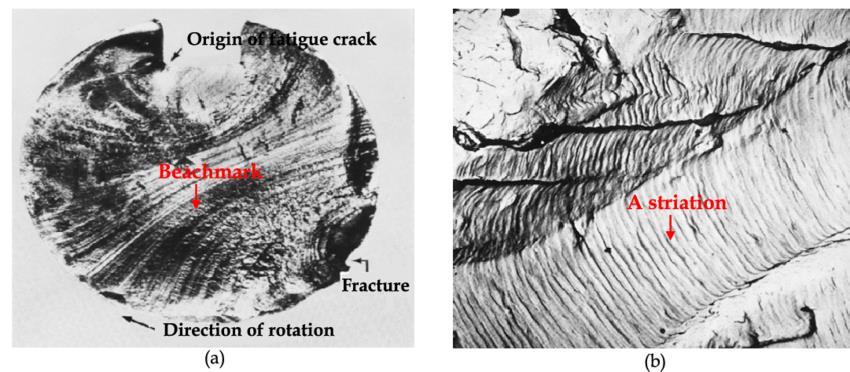 Figure 1.2 Fracture surface of a fatigue test sample showing, a) beachmark ridges, b) striations [2].