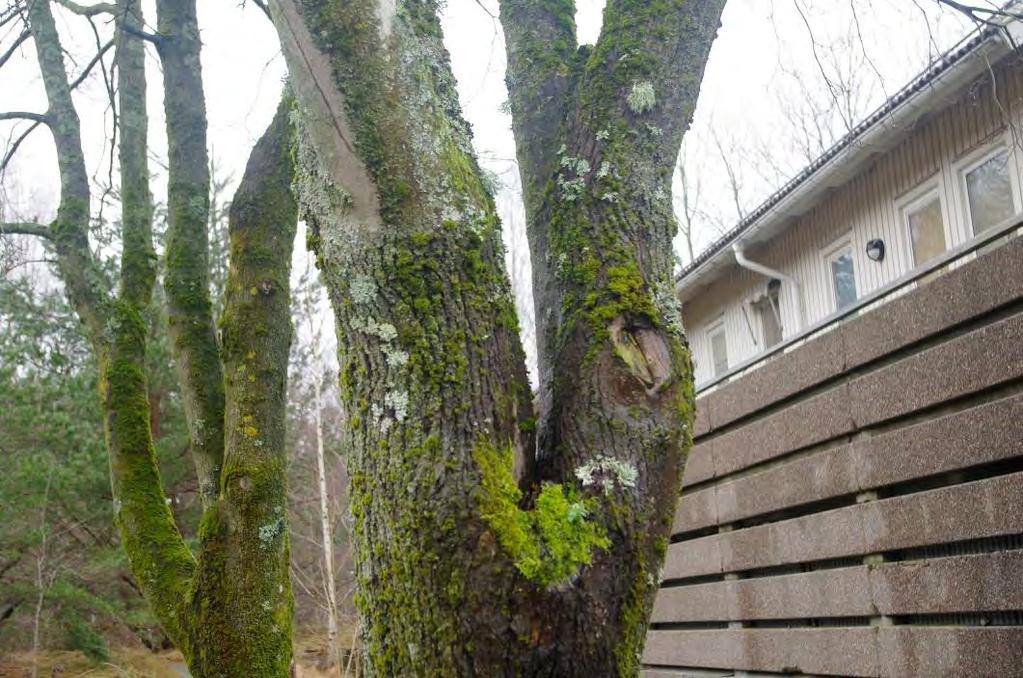 Naturvärdesinventering (NVI) vid Zenit/Kosmosgatan, Bergsjön. Göteborgs kommun lång leveranstid.