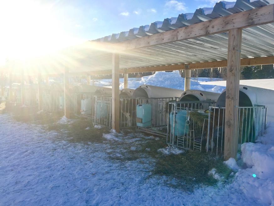 Fakulteten för veterinärmedicin och husdjursvetenskap Institutionen för husdjurens miljö och hälsa Kalvhyddor ur ett djurhälso- och