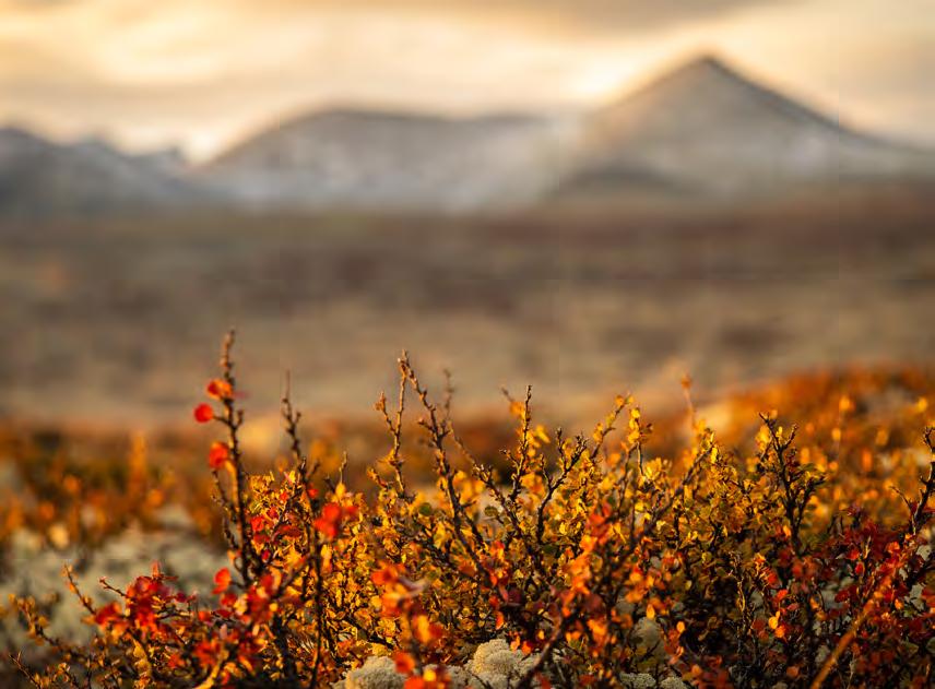 Att fotografera hösten i Rondane naionalpark i Norge är något alldeles speciellt. Marken med lavar och mossa växlar färg till rött och orange.