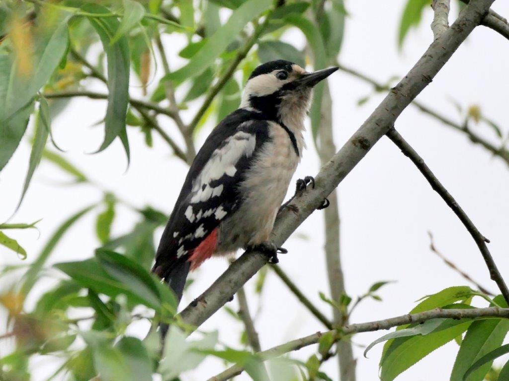 5 och 2 sedda + 2 hörda 22.5 Belawezhskaya Pusha, Brest Region. 75 Göktyta Jynx torquilla torquilla 1 Pripete River floodplains, Kremnaje-Turau 17.5, 1 hörd Pripyatsky National Park 18.