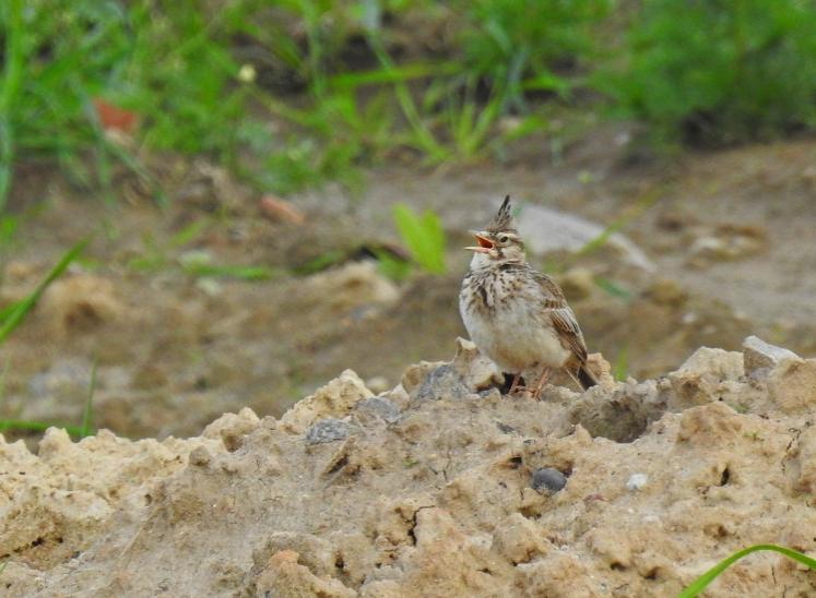 5 101 Blåmes Cyanistes caeruleus caeruleus Observerad 5 dagar totalt 102 Azurmes Cyanistes cyanus cyanus 1 Pripete River floodplains, Kremnaje-Turau 17.