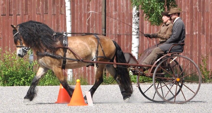 Julia har hunnit bli elva år och kraven på form och precision ökar. Vi har betslat om och testat lite nya utrustnings- och uppvärmningsalternativ.