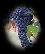 ITALIEN Tirofune Barbera d Asti 400:- Druva: Barbera 115:- Ursprung: Piemonte Bell Ovile 2016 395:- Druva Sangiovese, Canaiolo, Ciliegolo 95:- Ursprung Maremma Masi Campofiorin Ripasso 420:- 225:-
