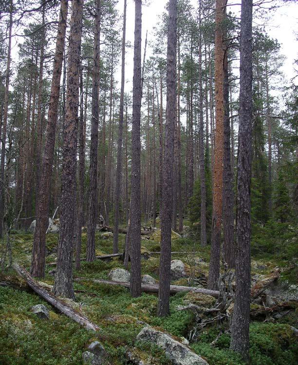 5 / 8 PLANDEL Skötsel och förvaltning av naturreservatets natur- och kulturvärden Naturreservatet är indelat i ett skötselomr