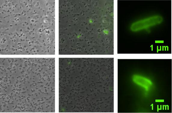 Engineered Stochastic Adhesion Between Microbes 371 (a) IPTG (b) (c) Secondary antibody with fluorophore P Lac LysS T7 RNAP P T7/LacO1 Adhesin xhis Primary antibody Six-histidine tag Presented