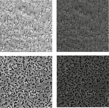 x P T7/LacO1 ecpx P T7/LacO1 ecpx xhis 1 µm xhis ecpx Cel48s-Ct ecpx Cel48s-Ct P T7/LacO1 1 µm FIGURE 1. Design of a genetic circuit that expresses synthetic adhesins.