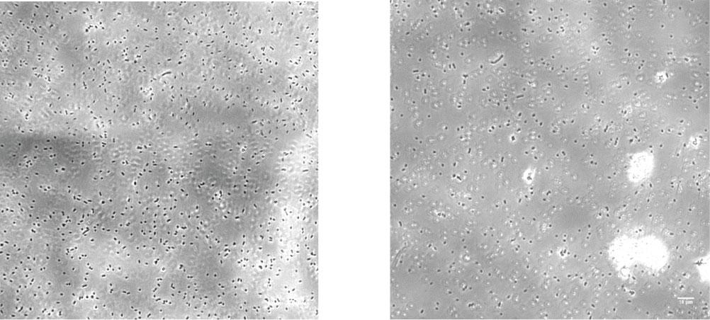 ecpx-cohesin-ac mm IPTG ii. ecpx-cohesin-ac 1 mm IPTG DL49(1)_DL49R_DL49R..fcs 1 iii. Total Cells Uninduced Overton Subtraction iv. Aggregated Cells 7.% (d) i. ecpx-dockerin-ac mm IPTG ii.