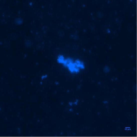 DNA staining of microbial aggregates. (a) Brightfield image of unstained BL21DE3 cells expressing ecpx-dockerin-ac ( Adhesin Induction and Adhesion Protocol: Bacteria ).