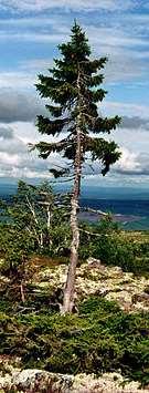 25 53 58 83 FRÅGA 5: ÄLDST / GAMLA TRÄD VUXEN Old Tjikko, världens äldsta* träd, 9550 år, finns i Sverige.