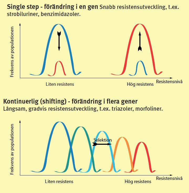 Typer av resistensutveckling Den blå linjen visar en population med hög känslighet (liten