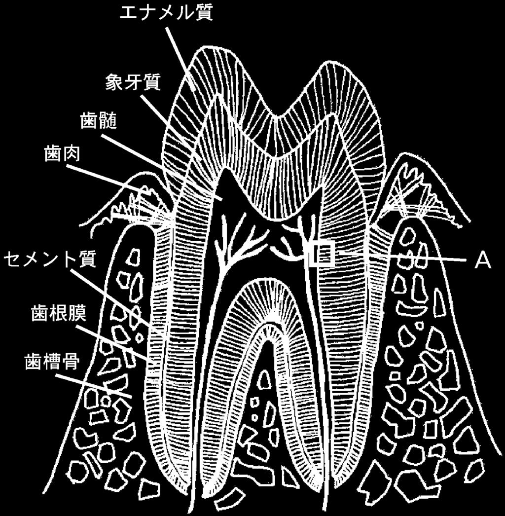 J. Japan Association on