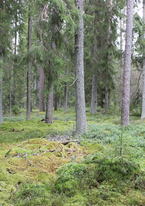 Preliminärt PM för Smålandskavlen 26 27 oktober 2019 OK Njudung Kexholms SK Herrar 1 natt 10,1 km svart gafflad 2 natt 8,9 9,0 km svart gafflad 3 dag 6,0 6,1 km svart gafflad 4 dag 9,0 km svart