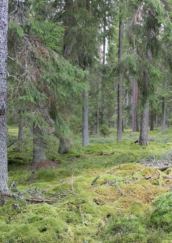 Samling Parkering Tävlingsexpedition Logi Klubbtält Toaletter Dusch Första hjälpen Mat Sportförsäljning Karta Terrängbeskrivning Avlysning Förbjudna områden Åseda idrottsplats, Stenaparken.