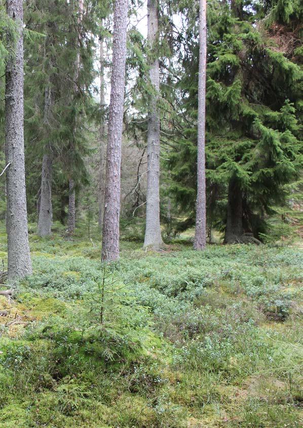 Otydliga stigar Vägpassager Kontroller och stämpling Vätska Maxtid Laguppställning Nummerlappar Otydliga stigar är markerade med vit snitsel. I början och i slutet av alla banor passeras en väg.