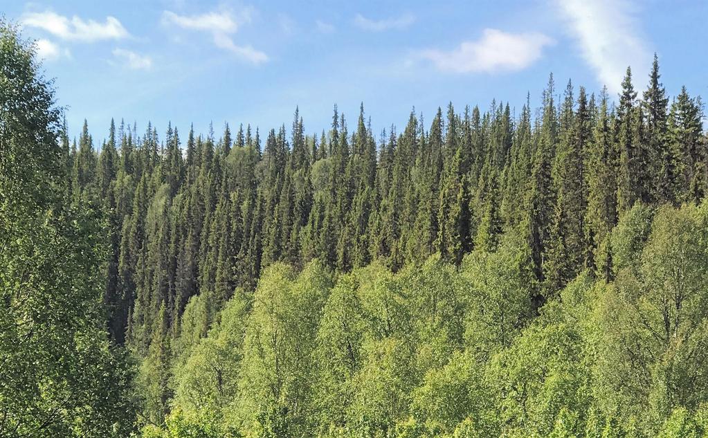 Den svenska, brukade skogen Binder årligen mer än tre gånger så mycket CO2 som landets totala utsläpp 4000 Virkesförrådet har mer än fördubblats från 1,7 till 3,5 Mdr m3sk