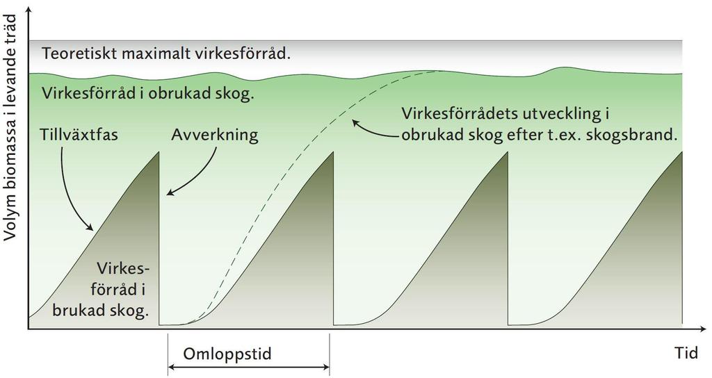 I en brukad skog ersätts den mogna skogen med unga växtliga bestånd.