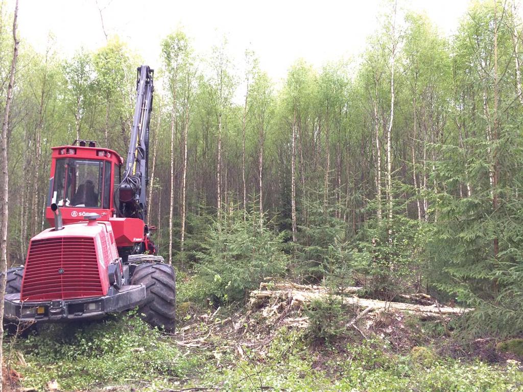 av lågskärmar av björk Harvest of forest fuel