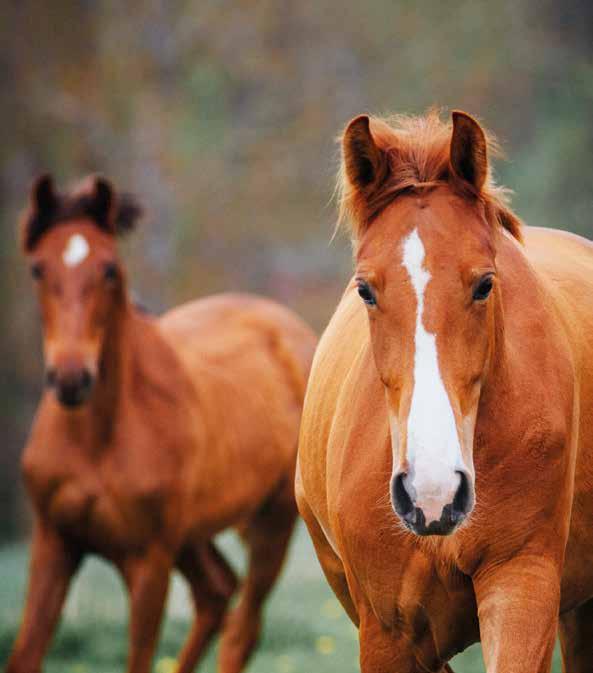 Säker med häst Kunskap är nyckeln till en säker ridsport för både hästar och