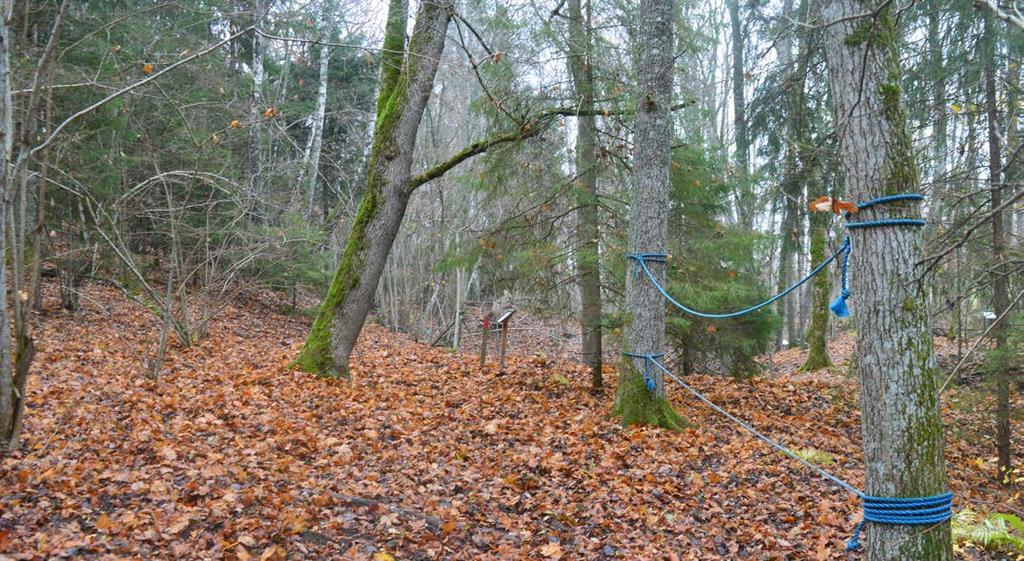 Den börjar till vänster när du kommer in i skogen men hindren kan tas i vilken ordning du vill.