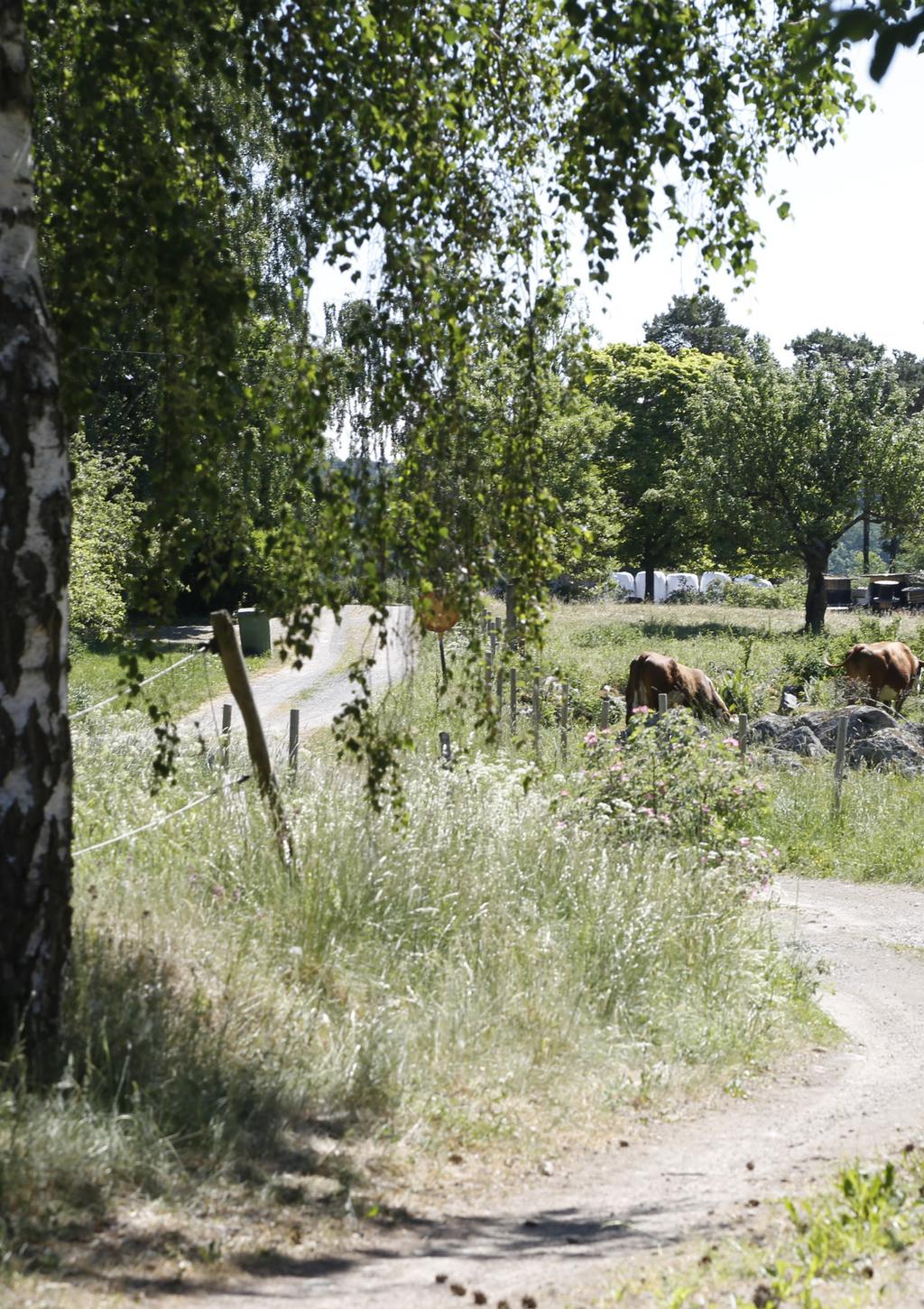 2 VÄGEN TILL BÄTTRE UPPHANDLING VÄGEN TILL BÄTTRE UPPHANDLING 3 Innehåll Upphandla smartare 3 Svensk kyckling i en klass för sig 4 Att veta vad du ska kräva 6 Vad kan du kräva?