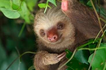 Costa Rica Efter varje dag framgår i kursiv stil vilket hotell och vilka måltider som ingår i resans pris.