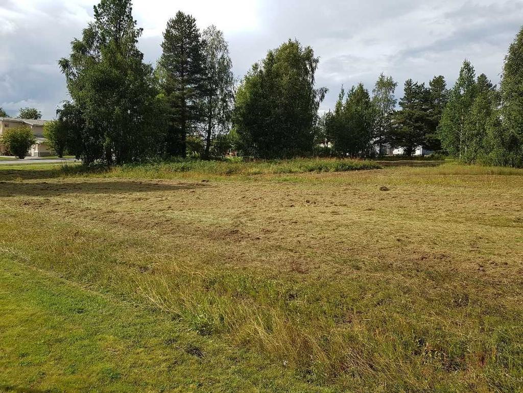 10 Samrådshandling FÖRUTSÄTTNINGAR, FÖRÄNDRINGAR OCH KONSEKVENSER Naturmiljö Mark och vegetation Planområdet är relativt plant.