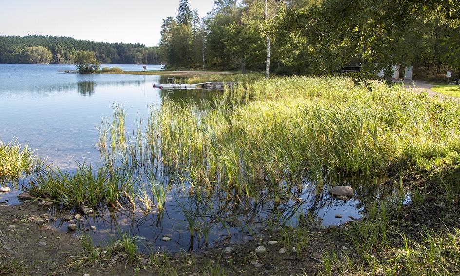 1. Badviken vid Skällingesjön Mellan kyrkan och badstranden ligger en långgrund vik med rik vattenvegetation och mängder av småkryp som man kan håva.