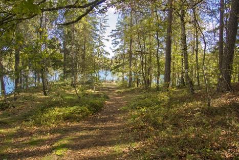 Med både vattenväxter och småkryp kan man lätt ordna ett litet akvarium där man kan studera livet i vattnet. Vid stranden växer klibbal och bindvide.