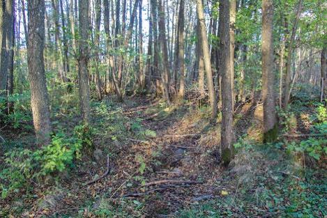 Man kan också fundera på var vattnet från skogen tar vägen? Älggräs, humle, nejlikrot 2. Nordlings ö Nordlings ö är en ö i Himleån. Här bodde en man som hette Axel Nordling med sin familj.