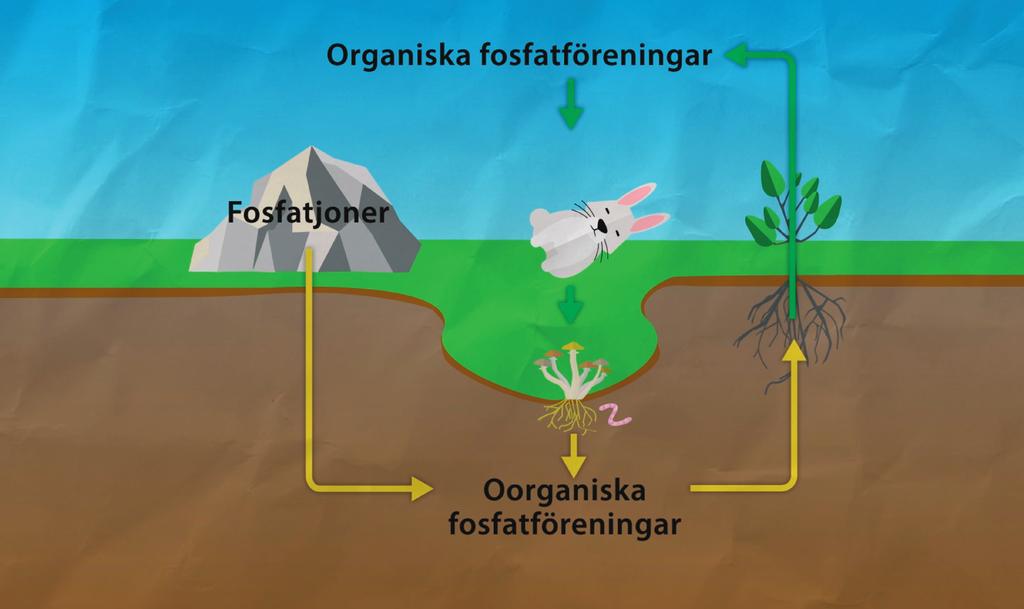 Fördjupning Dela in klassen i grupper. Tilldela varje grupp en sfär eller ett kretslopp. Varje grupp gör sedan ett arbete och förbereder en presentation för resten av klassen.