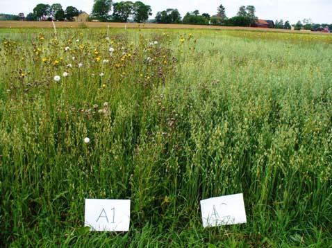 Växtföljdsförsök metod: Tre växtföljdsförsök (två i Sala och ett i Offer) åren 2005-2009. Fem växtföljder i varje försök Två med ettåriga grödor och tre med både ettåriga grödor och flerårig vall.