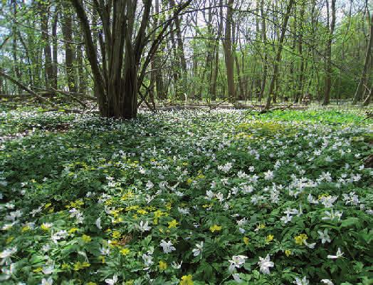 Kapitel 1 Skogen Ädellövskogsflorans livsmiljöer Vårflora med vit- och gulsippa i blandädellövlund. Skogsträden påverkar markfloran genom att kasta sin skugga på sommaren och sin förna på hösten.