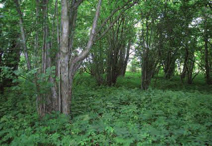 På våren blommar vit- och blåsippa, på fuktigare marker även svalört. På sommaren dominerar ofta Ängsskogar - skogar av lågörttyp buskstjärnblomma.