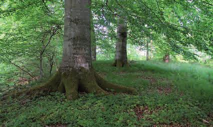 Avenbokskog Avenboken är en god kolonisatör av övergivna ängsoch hagmarker. Den har lättspridda frön och finns ofta som betade småplantor i gräsmarken.