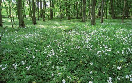 Aven- Ängsskogar - skogar av lågörttyp bokskogen växer på mulljordar och har ofta en flora som liknar ek-hassellundars, med arter som vitsippa, blåsippa, tandrot, liljekonvalj, buskstjärnblomma och