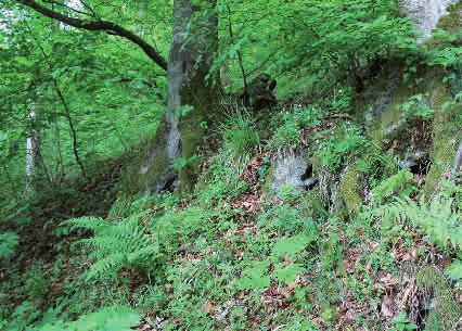 Ädellövrik brantskog Boken är ett vanligt trädslag i bergsbranter, men ek och avenbok är mer sällsynta och ersätts ofta av lind och lönn.