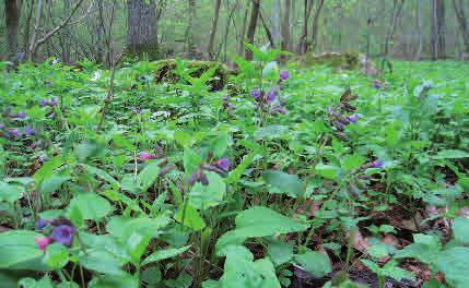 Lundfloran är artrik med en hel del arter som annars är sällsynta: månviol, trolldruva, hålnunneört, hässleklocka och skogssvingel. Brantskog med artrik lundflora.