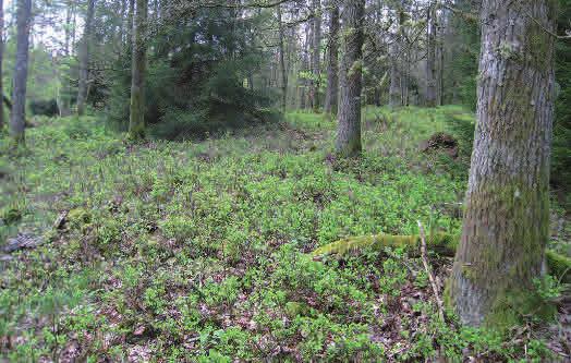 Ekskog av ristyp Ekskog av ristyp förekommer på sura brunjordar och mårpodsoler som bildas på urbergsmorän och kalkfattiga sand- och