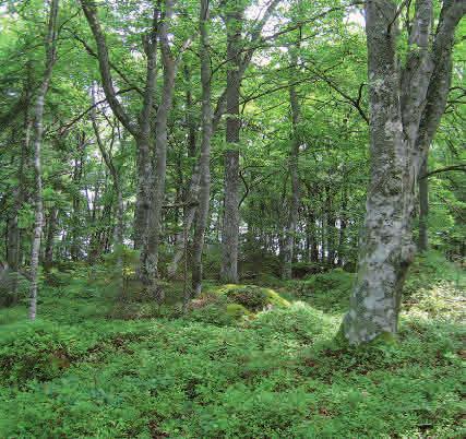 Bokskog av ristyp Bokskogar av ristyp växer på väldränerade sura mårjordar.