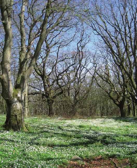 Ädellövrik hagmark I sydsvenska hagmarker finns ofta gamla vidkroniga ekar och bokar. Många områden betas fortfarande och man röjer ibland runt de gamla träden.