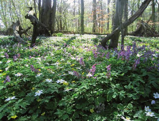 Kapitel 2 Arterna Floran i ädellövskogen Vårblomning med hålnunneört, vit- och gulsippa.