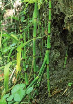 Skavfräken Equisetum hyemale Skavfräken är ganska ovanlig och växer på fuktig, näringsrik mark i