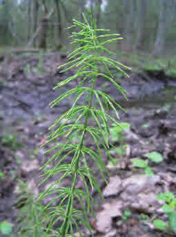 Ängsfräken Equisetum pratense Ängsfräken är vanlig i fuktiga, näringsrika löv- och barrskogar där den