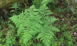 Stensöta Polypodium vulgare Stensöta växer på berghällar och block, i klippspringor och på ved.