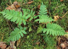 Småbladen är oftast helbräddade, sporgömmesamlingar är runda och bruna. Arten är lätt att känna igen på sin bladform och ringa storlek.