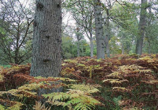 Örnbräken Pteridium aquilinum Örnbräkens bladskiva är stor och triangulär och sitter horisontellt utbredd.